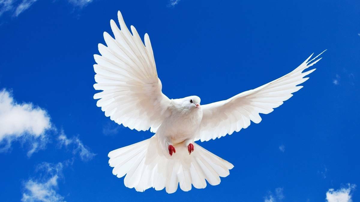 Sobre la Haftará: La paloma siempre encuentra el camino a casa
